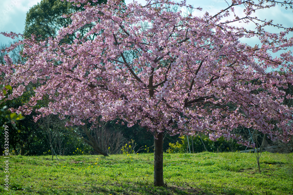 Fototapeta premium 豊前の河津桜