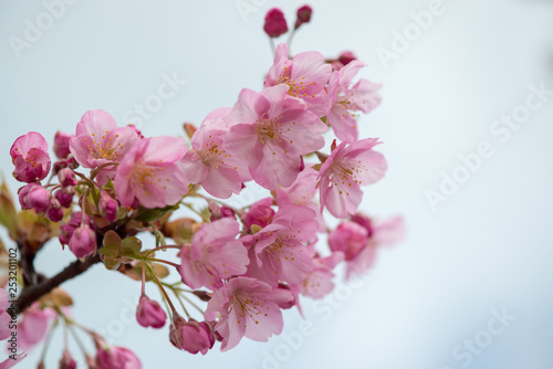豊前の河津桜 © chameleon