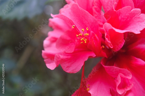 Amazing hibiscus flower