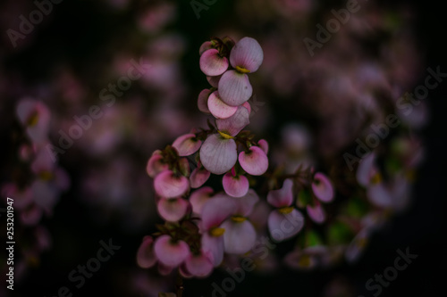 pink flowers on a black background