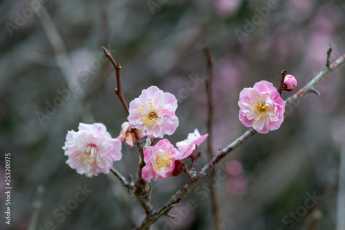 風土記の丘の梅 © chameleon