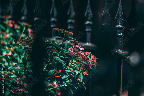 flowers grow in the city