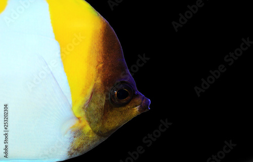 Yellow Pyramid Butterflyfish Isolated on black background photo
