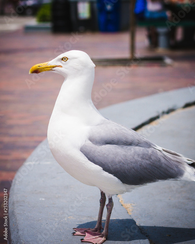 seagull on the beach