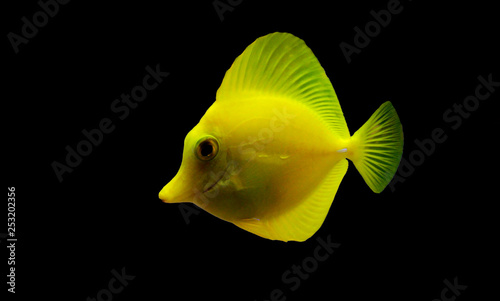 Yellow tang is one of the most popular fishes in coral reef aquariums