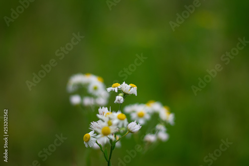 daisies in grass