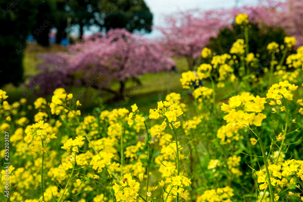Fototapeta premium 菜の花