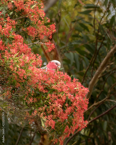 Australian Galah or Rose-breasted Cockatoo (Eolophus roseicapilla) feeding on NSW Christmas Bush (Ceratopetalum gummiferum) - flowers turn from white to red around Christmas time