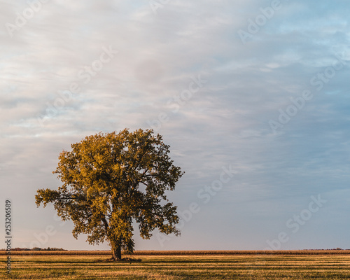 tree in the field