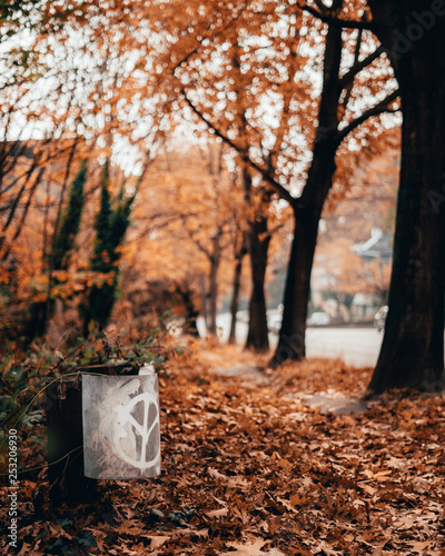 autumn in the park