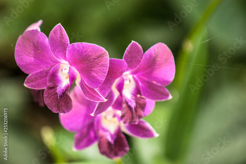 pink flower