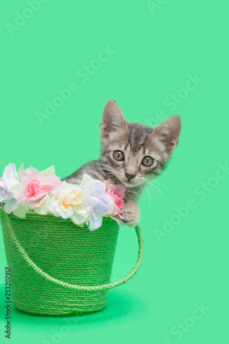 Tabby kitten inside a green easter bucket with flowers, green background. © Kelly