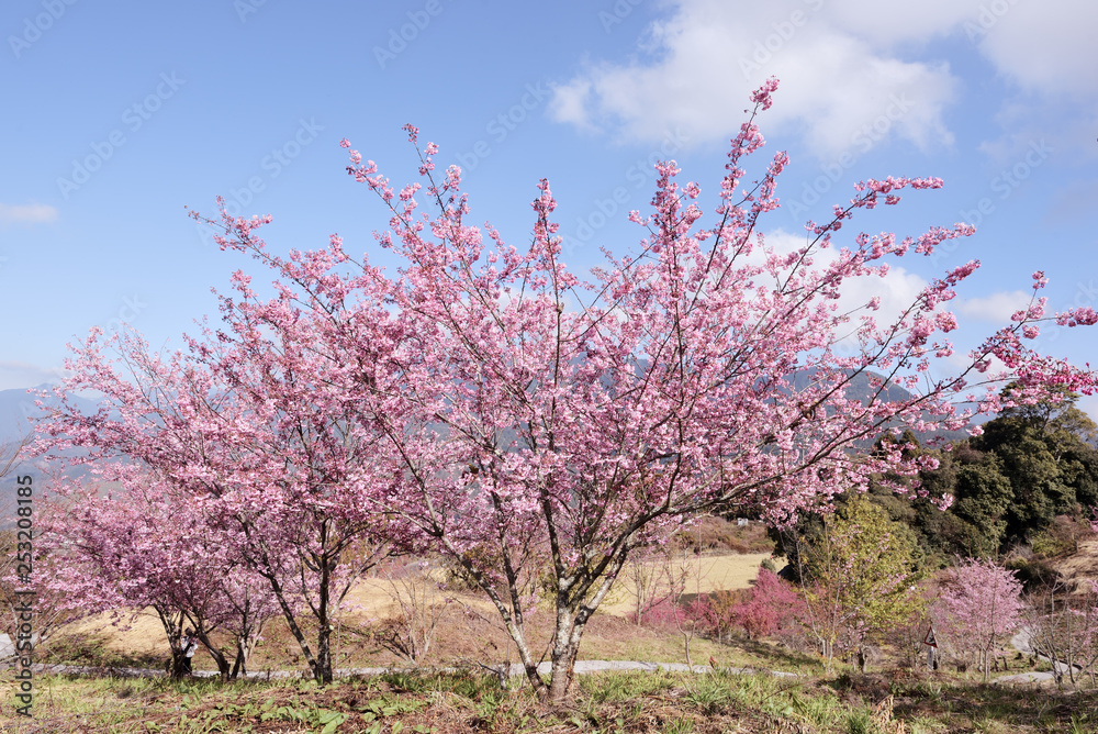 Cherry blossoms in full bloom under blue sky Cherry blossoms in full bloom under blue sky