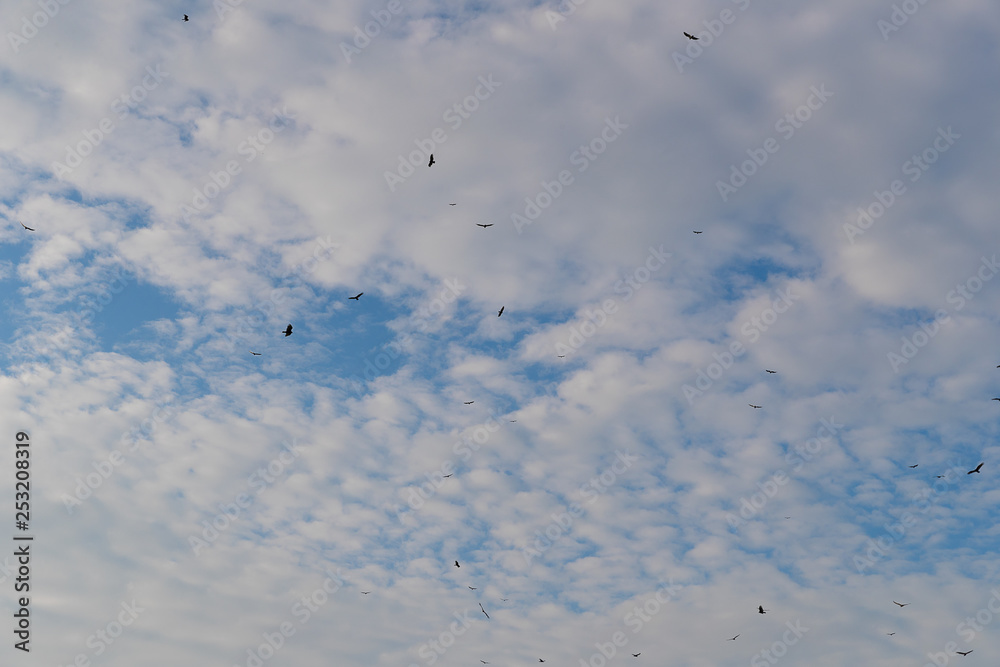 flock of birds flying in the sky