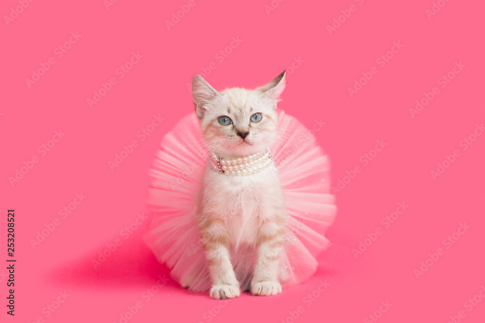 Fancy white kitten playing dress-up princess, pink background.