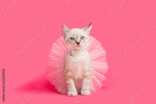 Fancy white kitten playing dress-up princess, pink background. photo