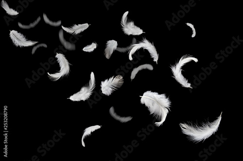 feather abstract background. white feathers falling down in the dark.