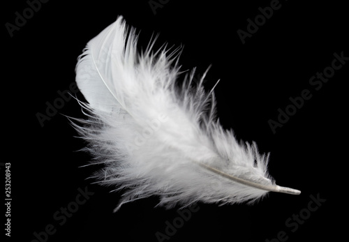 Single white feather isolated on black background