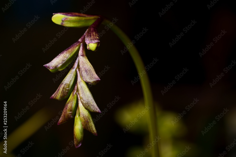 flower's bud in a garden flower's bud in a garden