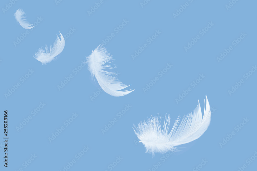 White feather float in the air. White feather float in the air.