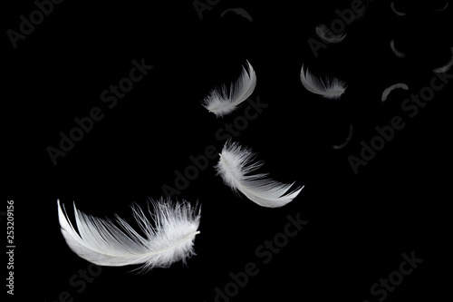 Abstract white feathers float in the dark.