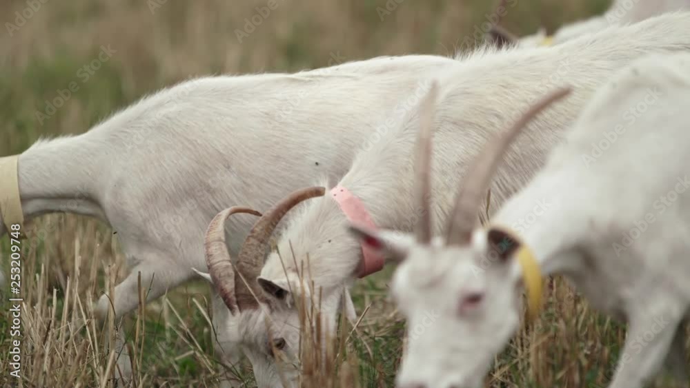 Milk Goats Graze In The Field. Close-up. Milk Goats Graze In The Field. Close-up.