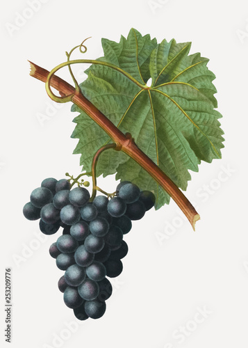 Blue grape cluster