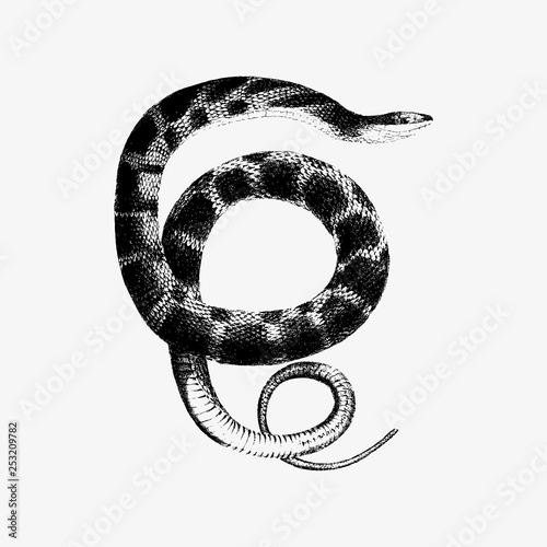 Water snake shade drawing photo