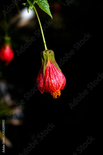 red Chinese lantern flower closeup isolated against a dark blurred background