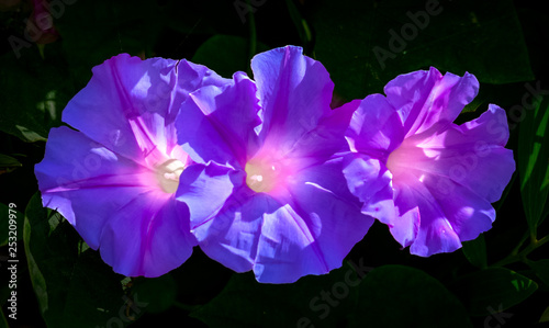 purple morning glory flowers closeup isolated against a dark green leaf background