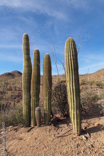 Impressive stand of Saguaro cacti, Carnegiea gigantea, on the King Canyon Trail in Saguaro National Park near Tucson, Arizona.