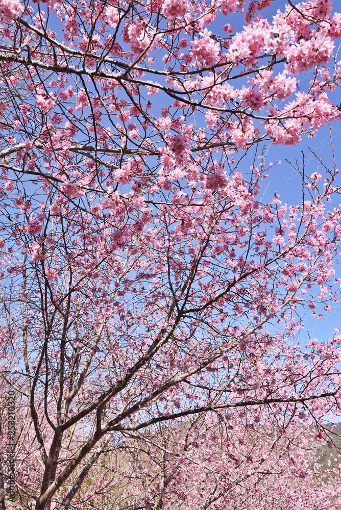 Cherry blossoms in full bloom under blue sky 