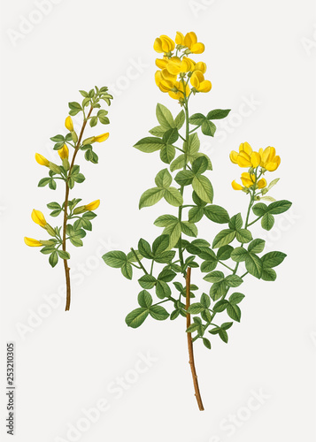 Common cytisus flowers