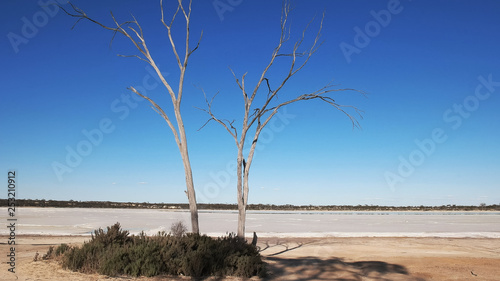 dead tree at a west australian salt pan photo