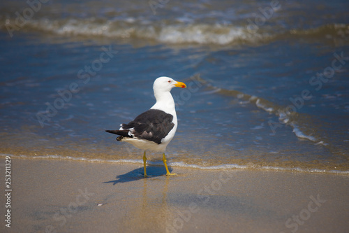 seagull on beach