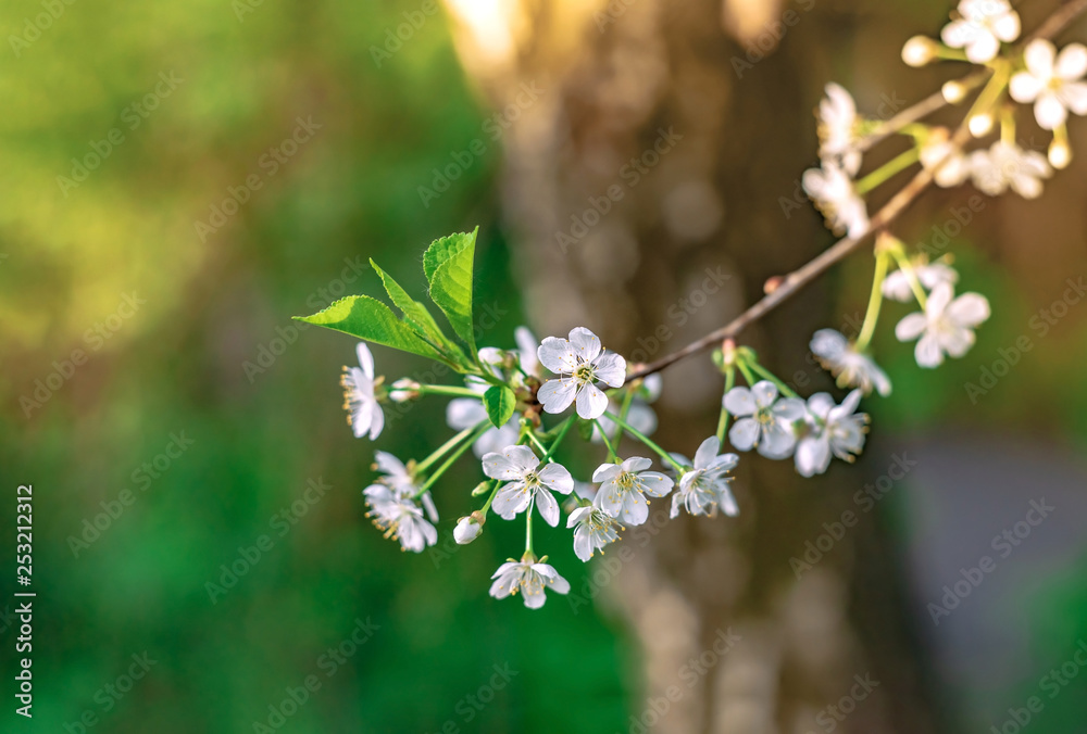 Beautiful spring cherry blossom flowers macro. Photo of blossoming tree brunch with white flowers on bokeh green background. Blooming branch in garden closeup. Wallpaper With Copy Space Beautiful spring cherry blossom flowers macro. Photo of blossoming tree brunch with white flowers on bokeh green background. Blooming branch in garden closeup. Wallpaper With Copy Space