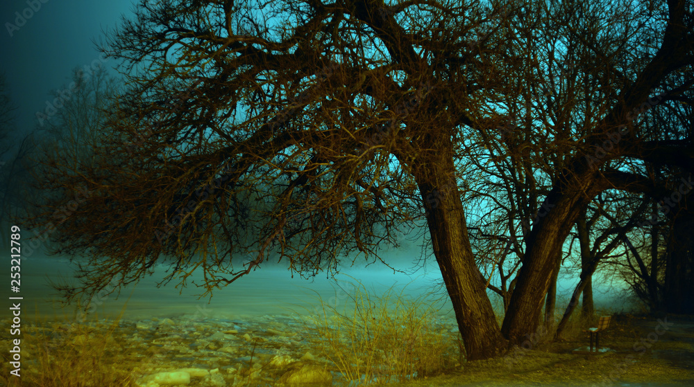 Tree and bench near river iceflow