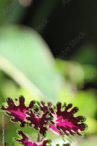 closeup of flower