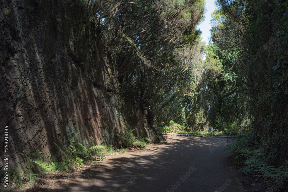 Naklejka premium Magical place in the mountains of Anaga-deserted road. Tenerife. Canary Islands. Spain