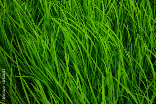 green rice background © browneyefoto
