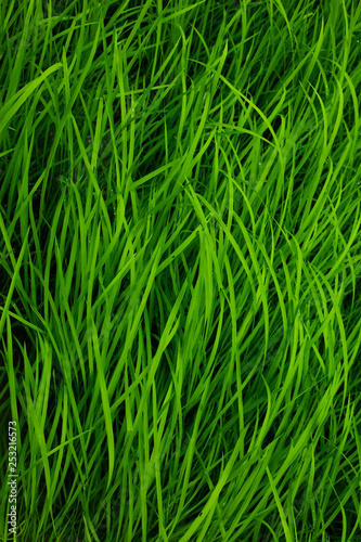 green rice background