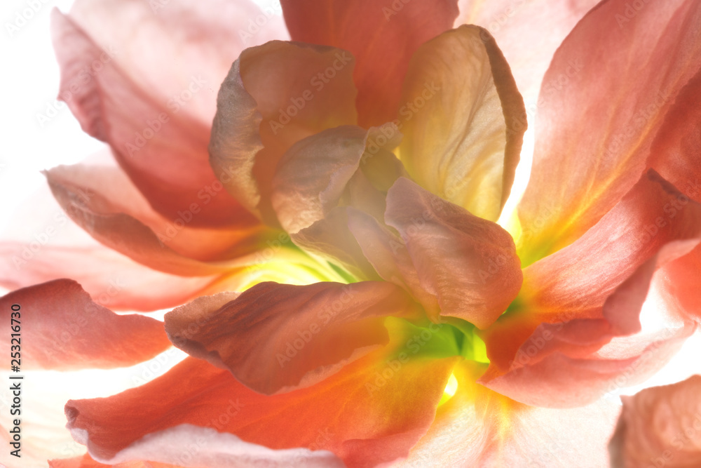 Backlit Flower