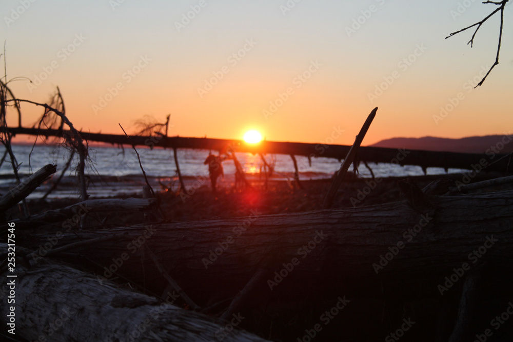 Fallen logs on the beach at sunset