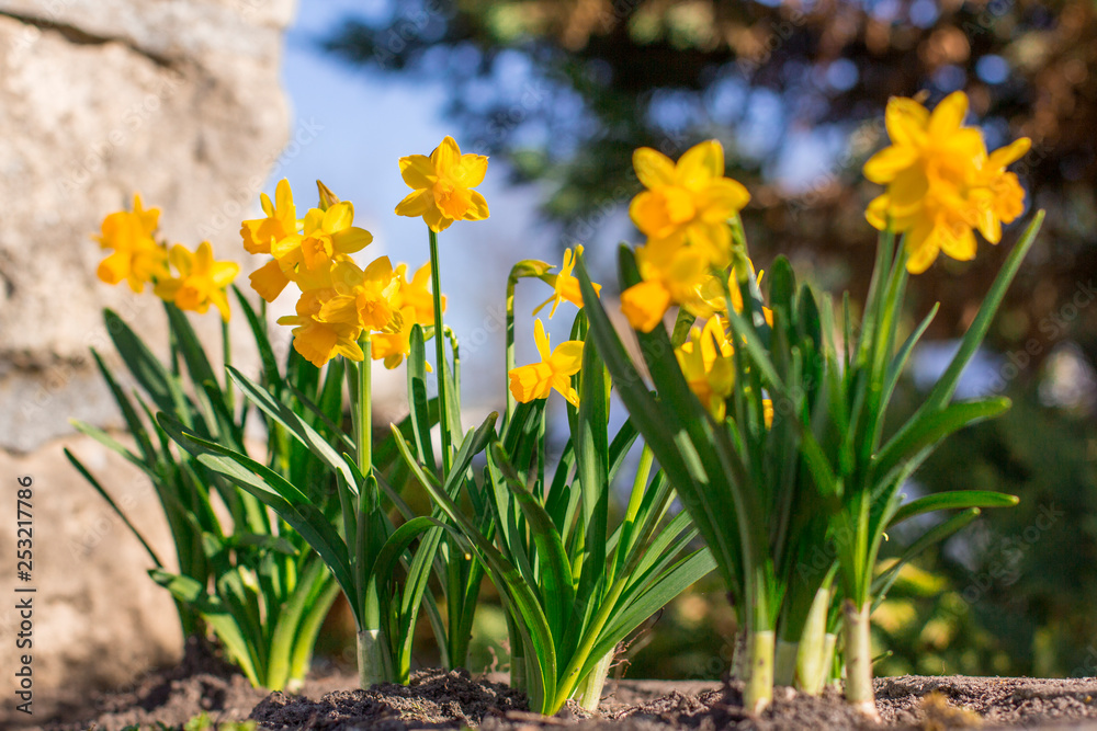 Yellow flowers closeup and blurred background. Yellow flowers closeup and blurred background.
