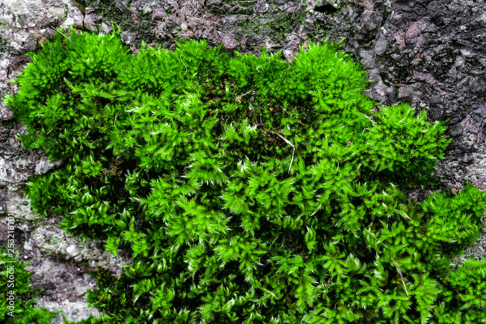 Obraz premium Green moss on a rock