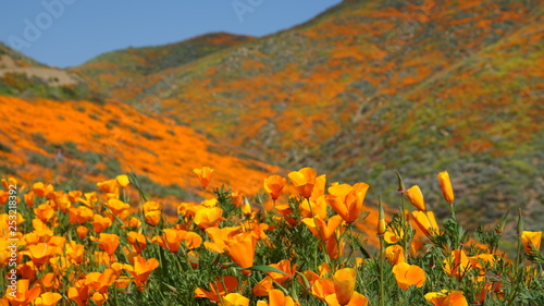 Fotografija Rolling hills of blooming poppies