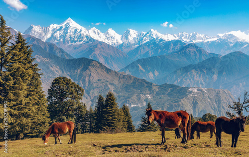 Scenic landscape with wild horses and majestic Himalayan Panchchuli mountain range at Munsiyari Uttarakhand India.