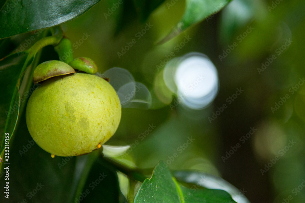 Mangosteen fruit on tree in Thailand garden.Mangosteen green on the tree Mangosteen fruit on tree in Thailand garden.Mangosteen green on the tree