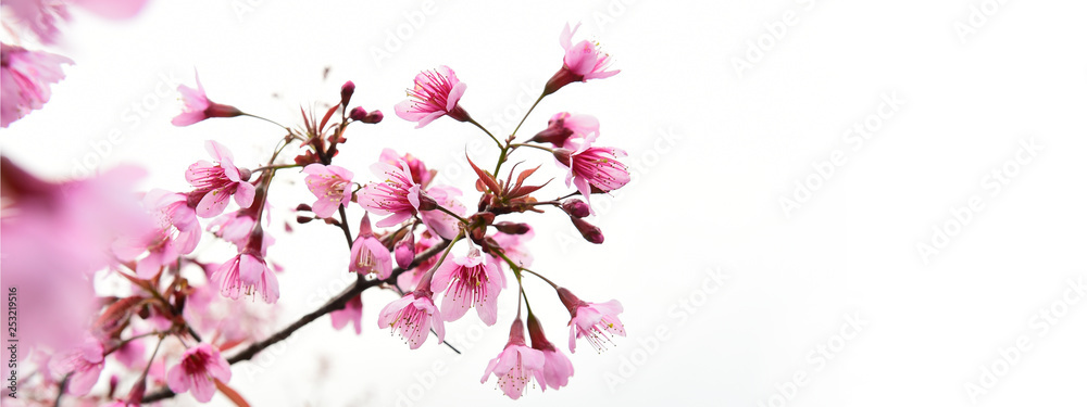 close up of sakura flowers isolated on white background