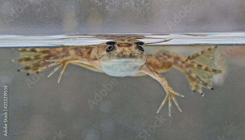 Photography African Clawed-frog (Xenopus laevis)